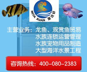 金龍魚咨詢電話，金龍魚咨詢電話是提供專業(yè)咨詢服務的聯(lián)系方式，通過該電話獲取
