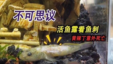 龍魚被咬到角落會死嗎：龍魚被咬到角落會導致死亡嗎，龍魚被咬到角落會死嗎