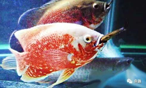 龍魚被咬到角落會死嗎：龍魚被咬到角落會導致死亡嗎，龍魚被咬到角落會死嗎