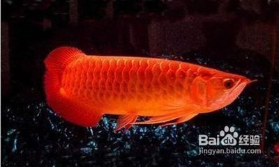 金龍魚藥泡魚，藥泡后的金龍魚可以食用嗎？