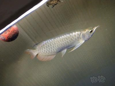龍魚選擇和鑒賞要求是什么，關于龍魚選擇和鑒賞的要求
