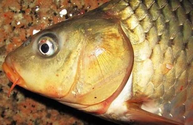 紅色的龍魚：紅色的龍魚是什么？