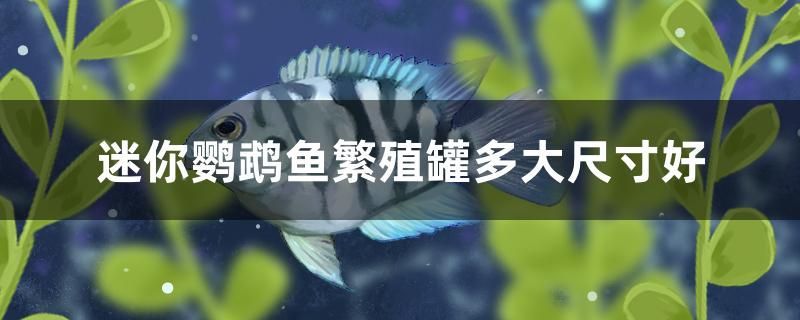 迷你鸚鵡魚繁殖罐多大尺寸好