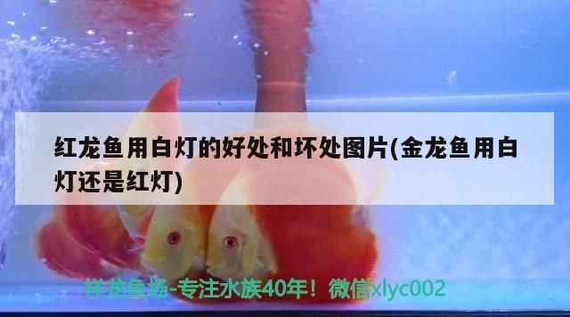 迷你鸚鵡魚繁殖罐多大尺寸好