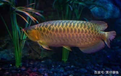 龍魚炮彈頭，龍魚炮彈頭是一種受歡迎的觀賞魚
