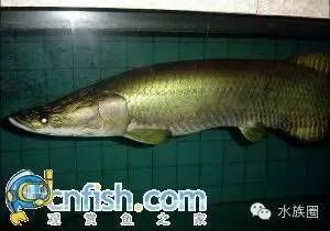 龍魚原產(chǎn)地，探討龍魚的原產(chǎn)地