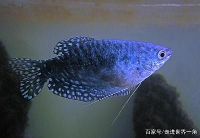 龍魚適合吃什么蚯蚓，龍魚適合吃什么蚯蚓，龍魚喂食蚯蚓的最佳時間