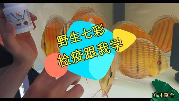 最值錢的金龍魚是什么品種的魚：揭秘最值錢金龍魚的神秘面紗，品種、價值與魅力