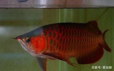 三條龍魚的寓意和象征風水，龍魚與家居風水的關系解析 三條龍魚的寓意和象征風水，龍魚與家居風水的關系解析 龍魚百科 第4張