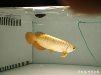 金龍魚正式工好近嗎，金龍魚正式工工作環(huán)境和待遇如何
