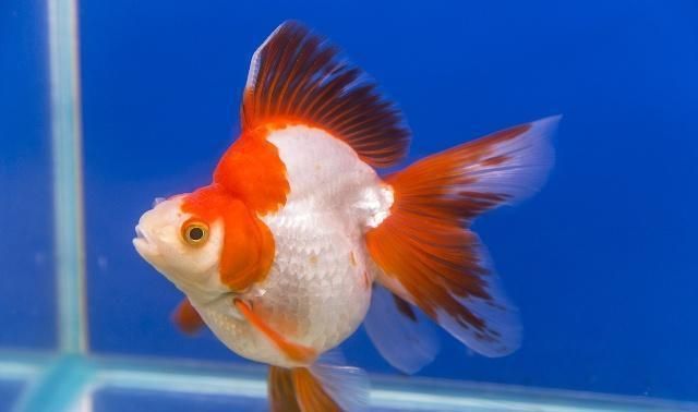 黑金魟魚適宜的水溫范圍，黑金魟魚適宜的水溫范圍為24-27攝氏度