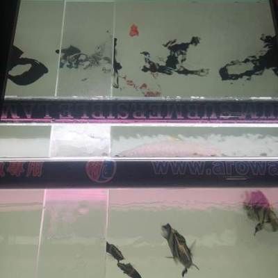 龍魚nec燈擺放，龍魚nec燈如何擺放