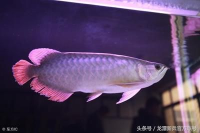 龍魚喂什么比較不容易掉眼，龍魚掉眼怎么辦 龍魚喂什么比較不容易掉眼，龍魚掉眼怎么辦 龍魚百科 第1張