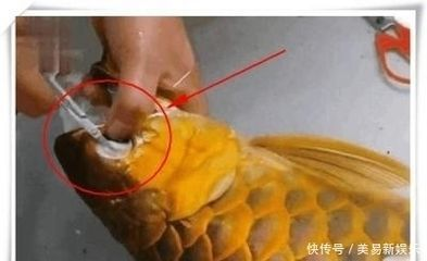 金龍魚(yú)頭部潰爛：金龍魚(yú)頭部潰爛是一種常見(jiàn)疾病可能由多種因素引起