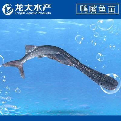 龍魚苗價格多少錢一條啊，龍魚苗價格一般多少錢？