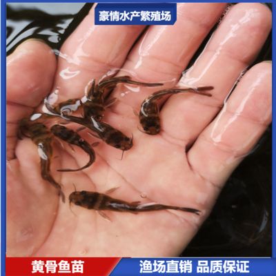 龍魚眼睛往里凹是怎么回事啊：探秘龍魚眼睛凹陷之謎，成因、影響與應對策略全解析