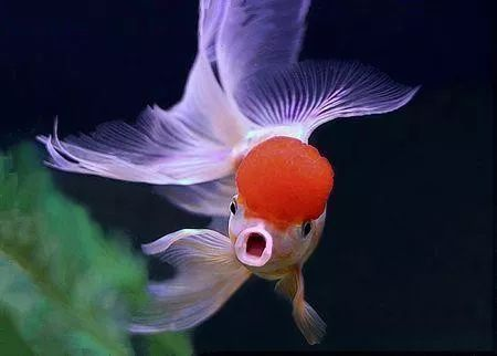 金龍魚怎樣換水，金龍魚換水方法和注意事項和注意事項和注意事項