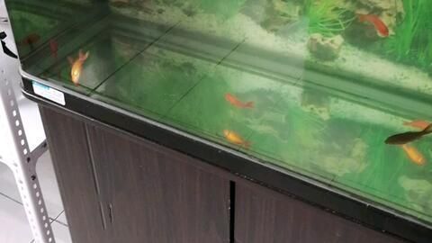 金龍魚怎樣換水，金龍魚換水方法和注意事項和注意事項和注意事項