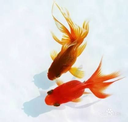 金龍魚怎樣換水，金龍魚換水方法和注意事項和注意事項和注意事項