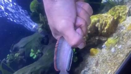 雷龍魚年齡品相，如何挑選一條健康活潑且品相優良的雷龍魚
