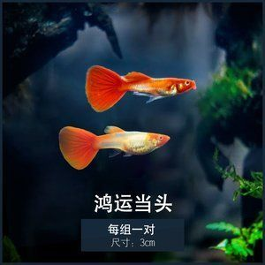喂龍魚吃的小紅魚怎么養(yǎng)活：喂龍魚吃的小紅魚怎么養(yǎng)活，