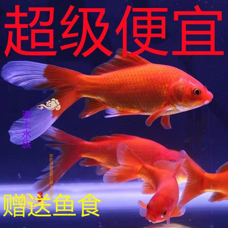 哪里的龍魚最便宜又好養活（如何挑選便宜又好養活的龍魚）