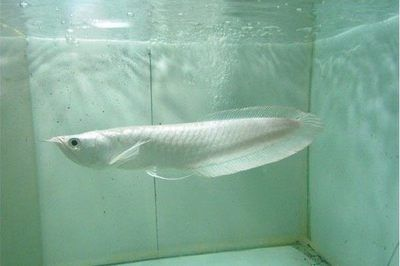 如何挑選龍魚品種圖解大全，如何挑選一條好的龍魚