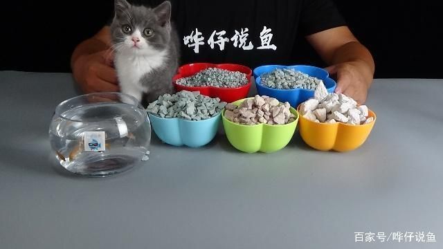 龍魚是觀賞魚嗎，龍魚養殖入門指南