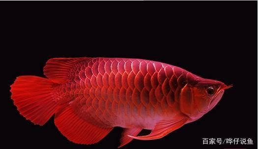 龍魚是觀賞魚嗎，龍魚養殖入門指南