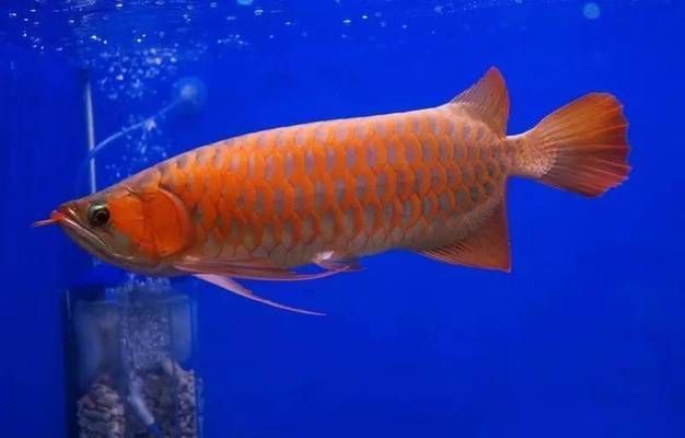 龍魚比賽為什么會死，龍魚比賽中的死亡原因