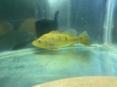 巴西亞魚苗適宜的水質條件，巴西亞魚苗適宜的水質條件包括