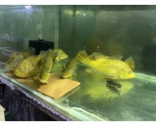 巴西亞魚苗適宜的水質條件，巴西亞魚苗適宜的水質條件包括