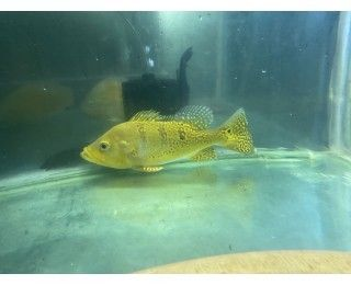 巴西亞魚苗適宜的水質條件，巴西亞魚苗適宜的水質條件包括 巴西亞魚苗適宜的水質條件，巴西亞魚苗適宜的水質條件包括 龍魚百科 第4張