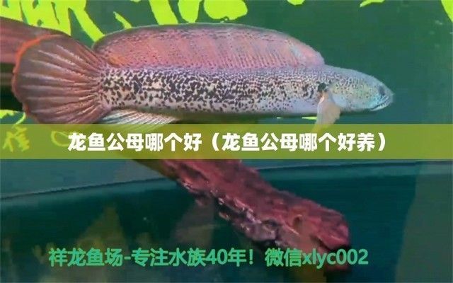 龍魚公母哪個好養活，公龍魚和母龍魚的區別