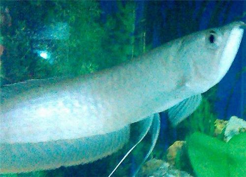 普通銀龍魚多少錢一條，銀龍魚市場價格波動趨勢
