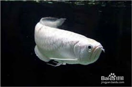 龍魚呆在水面不游動怎么辦：當您發現您的龍魚呆在水面不游動時