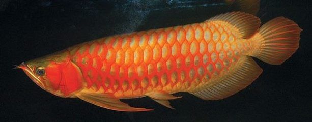 龍魚哪里有：網(wǎng)購龍魚注意事項