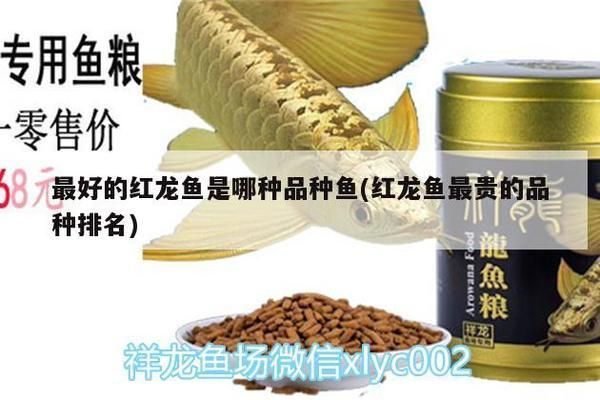什么品種紅龍魚最貴的魚苗，紅龍魚市場價格，觀賞魚價格排行榜，紅龍魚品種鑒賞指南