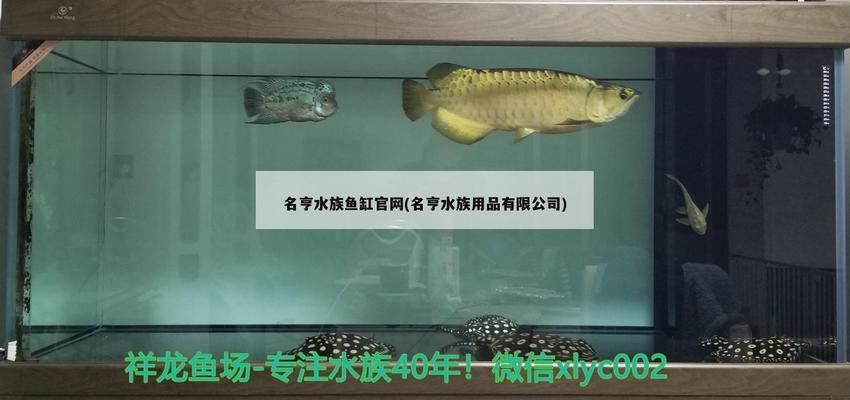 龍魚怎么看是否過背（判斷龍魚是否過背是一項需要細致觀察的任務，龍魚過背鑒別常見誤區）