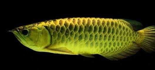 龍魚死了主人會倒霉嗎，龍魚死亡與風水迷信的探討