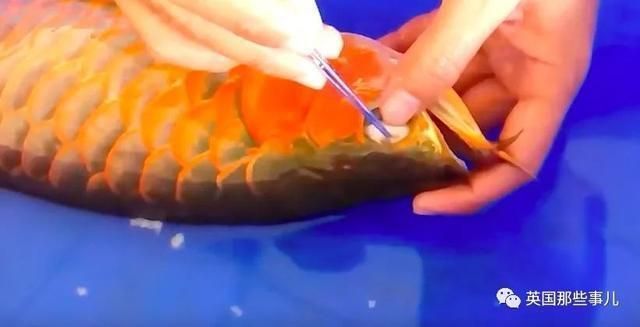 龍魚整形