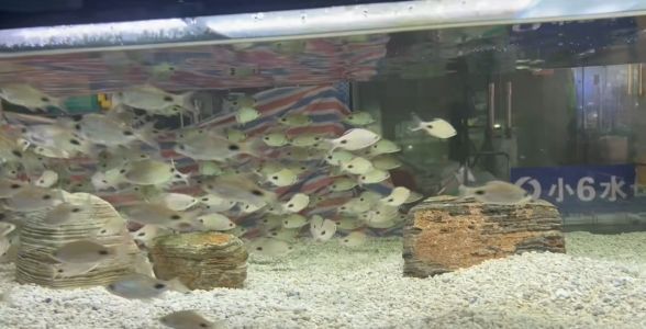 黑影道人魚棲息地環境特點，關于黑影道人魚棲息地環境特點的詳細介紹