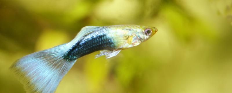 黑影道人魚棲息地環境特點，關于黑影道人魚棲息地環境特點的詳細介紹 黑影道人魚棲息地環境特點，關于黑影道人魚棲息地環境特點的詳細介紹 龍魚百科 第4張