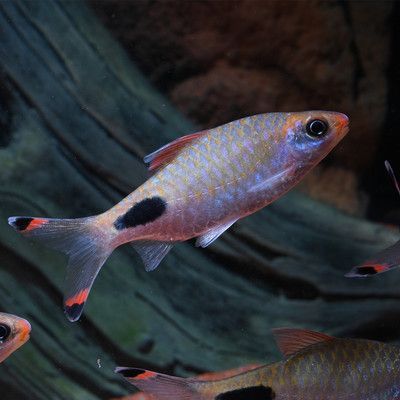 黑影道人魚棲息地環境特點，關于黑影道人魚棲息地環境特點的詳細介紹 黑影道人魚棲息地環境特點，關于黑影道人魚棲息地環境特點的詳細介紹 龍魚百科 第6張