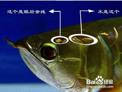 金龍魚級別的區分是什么意思（金龍魚市場價格趨勢金龍魚等級鑒定方法金龍魚市場價格趨勢）