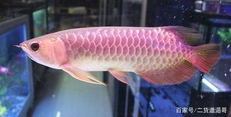 如何養好金龍魚，養好金龍魚需要注意以下幾個方面 如何養好金龍魚，養好金龍魚需要注意以下幾個方面 龍魚百科 第4張