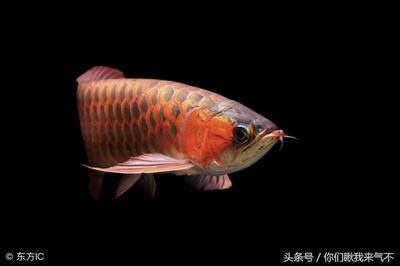 如何養好金龍魚，養好金龍魚需要注意以下幾個方面 如何養好金龍魚，養好金龍魚需要注意以下幾個方面 龍魚百科 第5張