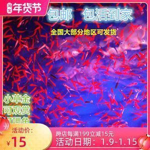 龍魚吃小草金好嗎，如何判斷龍魚消化不良,小草金的正確處理方法，龍魚健康飲食指南