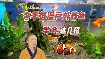 龍魚喂食小魚仔好不好，龍魚喂食小魚仔對它們的生長和健康有積極影響它們的生長和健康