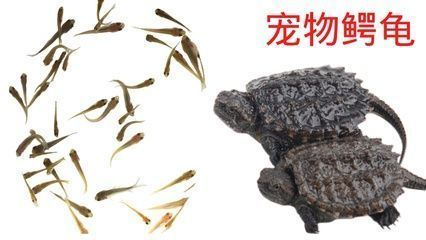 龍魚喂食小魚仔好不好，龍魚喂食小魚仔對它們的生長和健康有積極影響它們的生長和健康